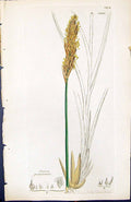 Antique Old Print Carex Paniculata British Plants Botany 1847 Sowerby Smith