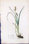 Antique Old Print Carex Stellulata British Plants Botany 1847 Sowerby Smith