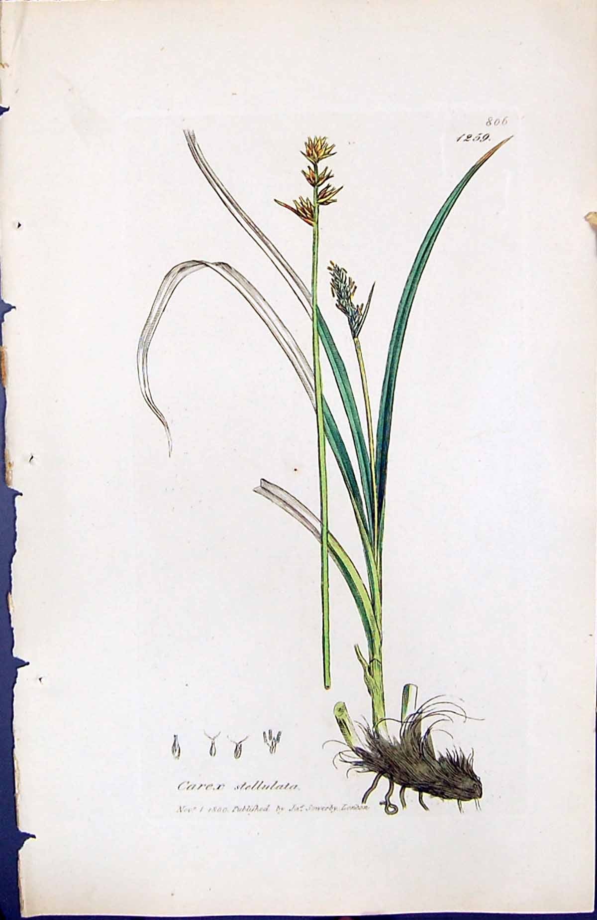 Antique Old Print Carex Stellulata British Plants Botany 1847 Sowerby Smith