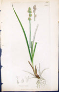 Antique Old Print Carex Acuta British Plants Botany 1847 Sowerby Smith Colour