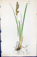 Old Print Carex Elongata British Plants Botany 1847 Sowerby Smith Colour 19th