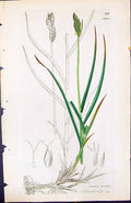 Antique Print Carex Ovalis British Plants Botany 1847 Sowerby Smith Colour 19th