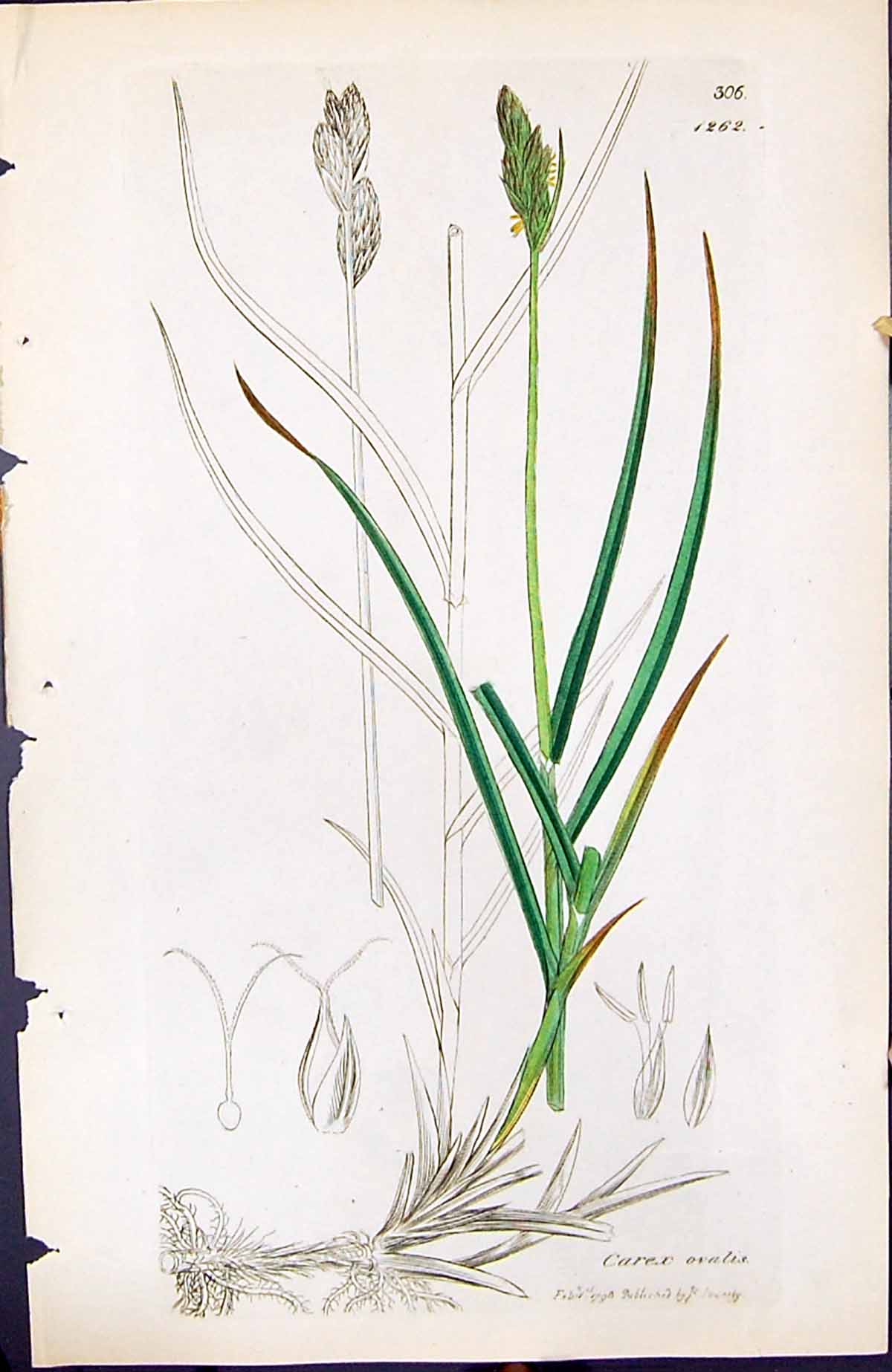Antique Print Carex Ovalis British Plants Botany 1847 Sowerby Smith Colour 19th