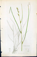 Antique Print Carex Remota British Plants Botany 1847 Sowerby Smith Colour 19th