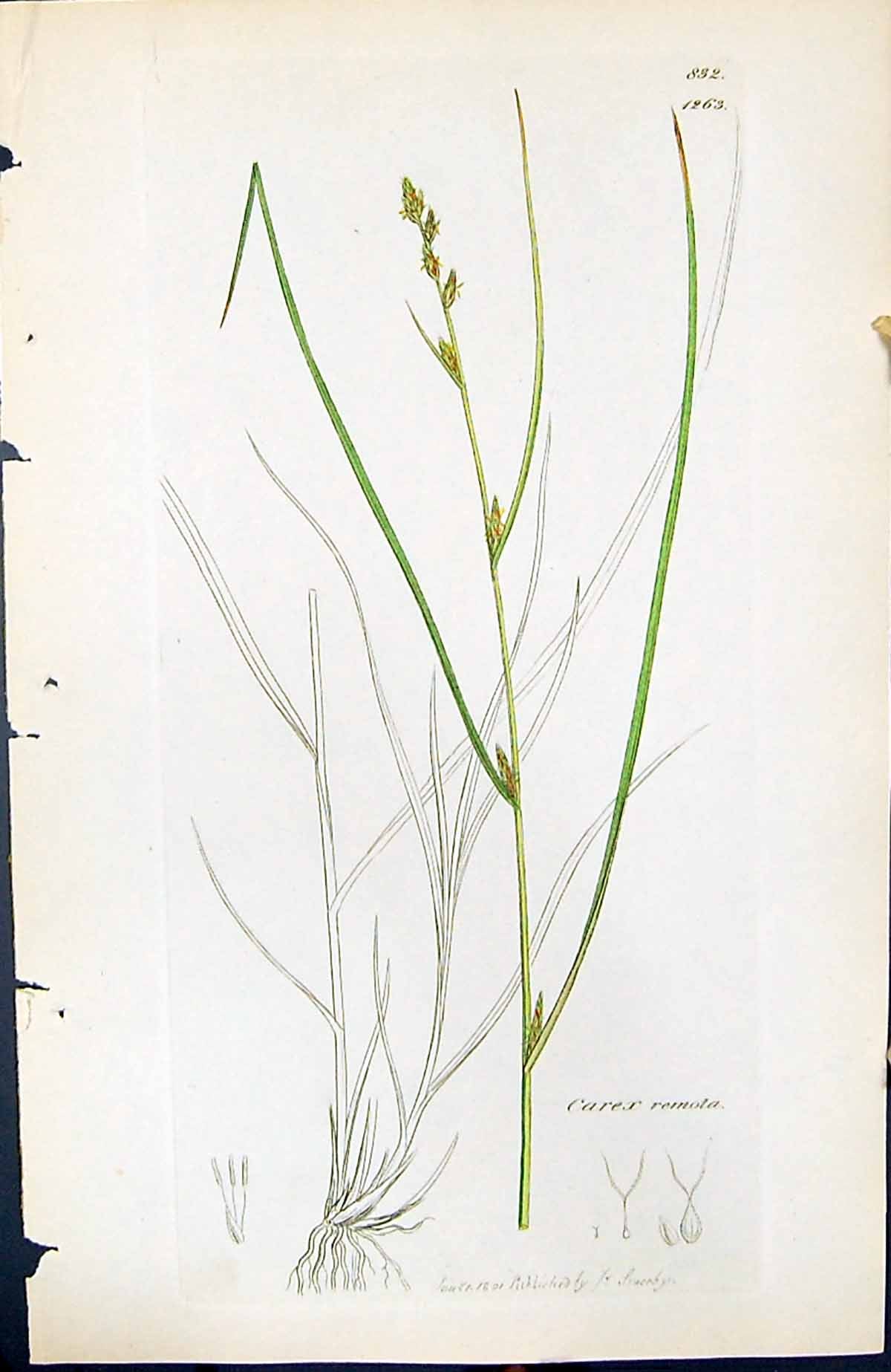 Antique Print Carex Remota British Plants Botany 1847 Sowerby Smith Colour 19th