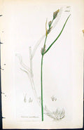 Antique Old Print Carex Axillaris British Plants Botany 1847 Sowerby Smith 19th