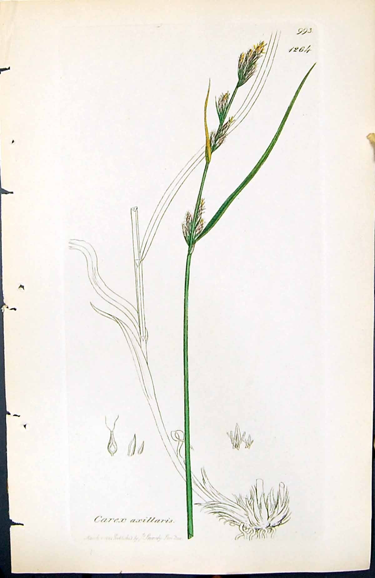 Antique Old Print Carex Axillaris British Plants Botany 1847 Sowerby Smith 19th