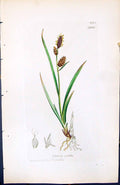 Antique Old Print Carex Pulla British Plants Botany 1847 Sowerby Smith Colour