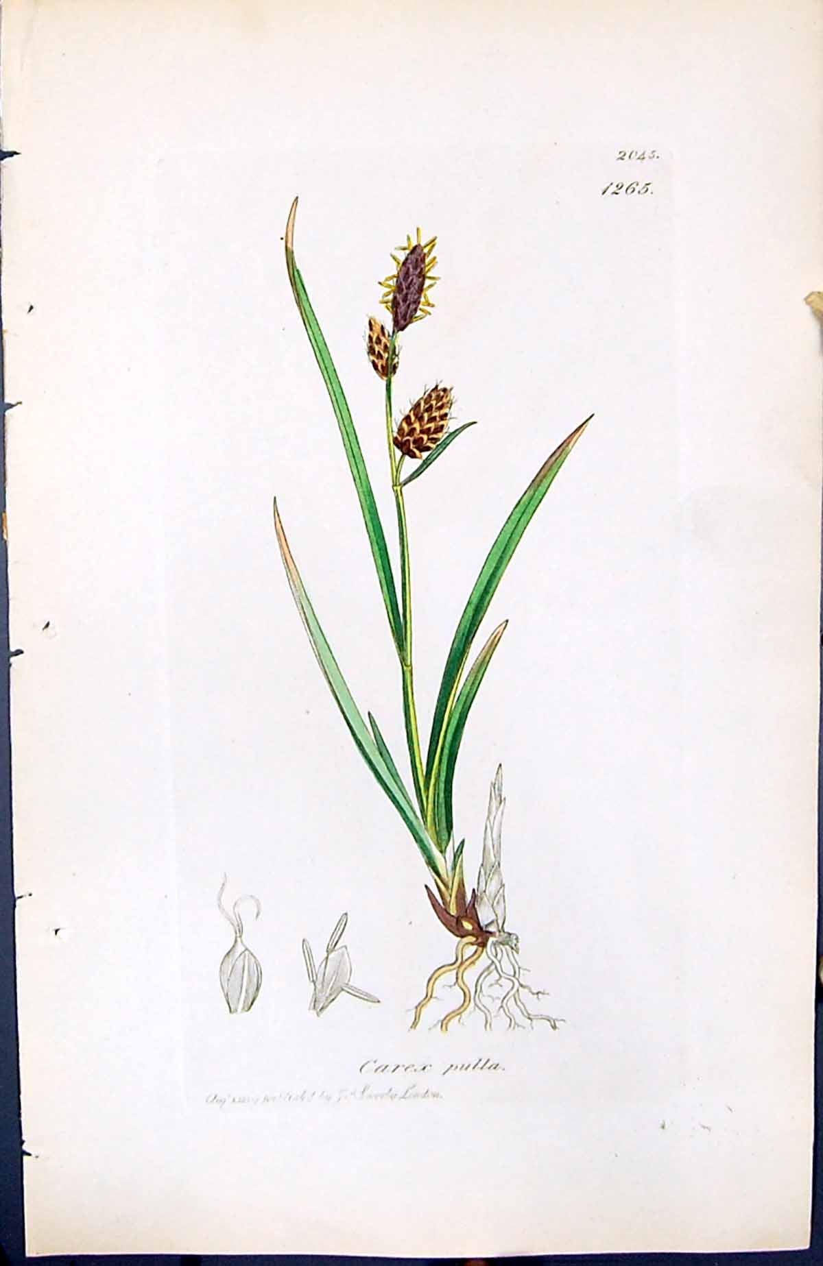 Antique Old Print Carex Pulla British Plants Botany 1847 Sowerby Smith Colour