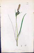 Antique Old Print Carex Coespitosa British Plants Botany 1847 Sowerby Smith