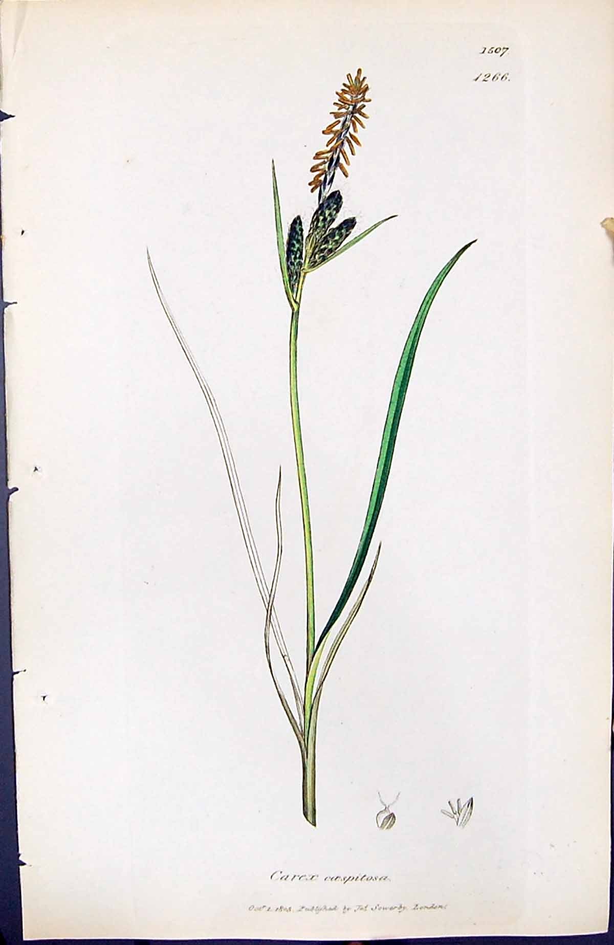 Antique Old Print Carex Coespitosa British Plants Botany 1847 Sowerby Smith