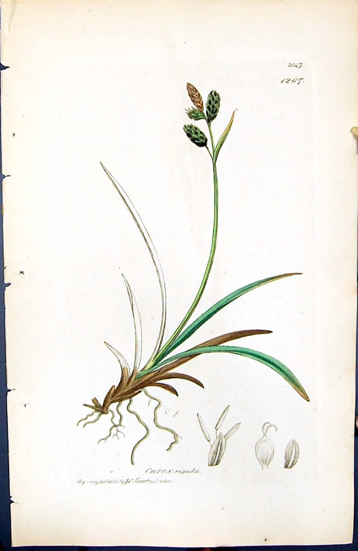 Antique Print Carex Rigida British Plants Botany 1847 Sowerby Smith Colour 19th