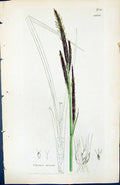 Old Print Carex Stricta British Plants Botany 1847 Sowerby Smith Colour 19th