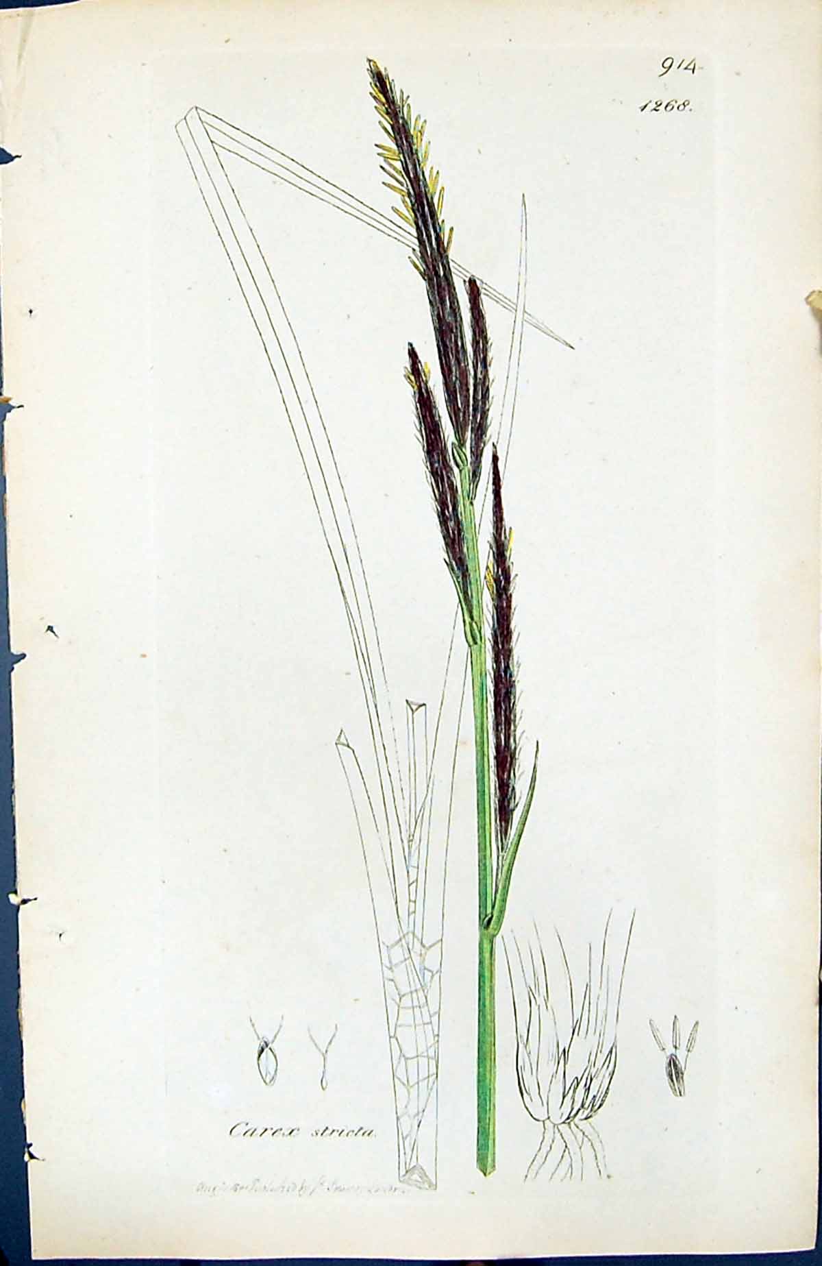 Old Print Carex Stricta British Plants Botany 1847 Sowerby Smith Colour 19th
