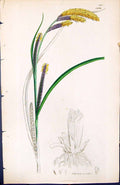 Old Carex Acuta British Plants Botany 1847 Sowerby Smith Colour Ref.2 Victorian