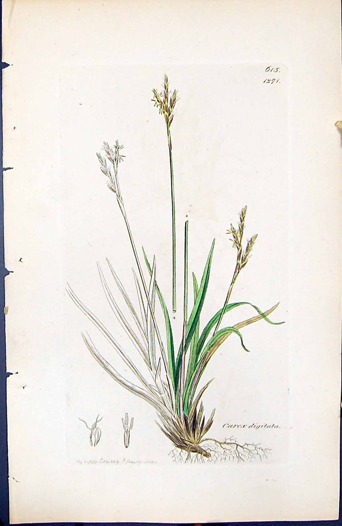 Old Print Carex Digitata British Plants Botany 1847 Sowerby Smith Colour 19th