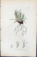 Antique Old Print Carex Elandestina British Plants Botany 1847 Sowerby Smith