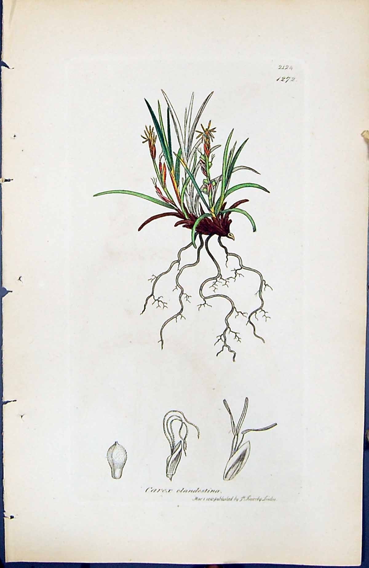 Antique Old Print Carex Elandestina British Plants Botany 1847 Sowerby Smith