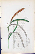Antique Print Carex Penduta British Plants Botany 1847 Sowerby Smith Colour