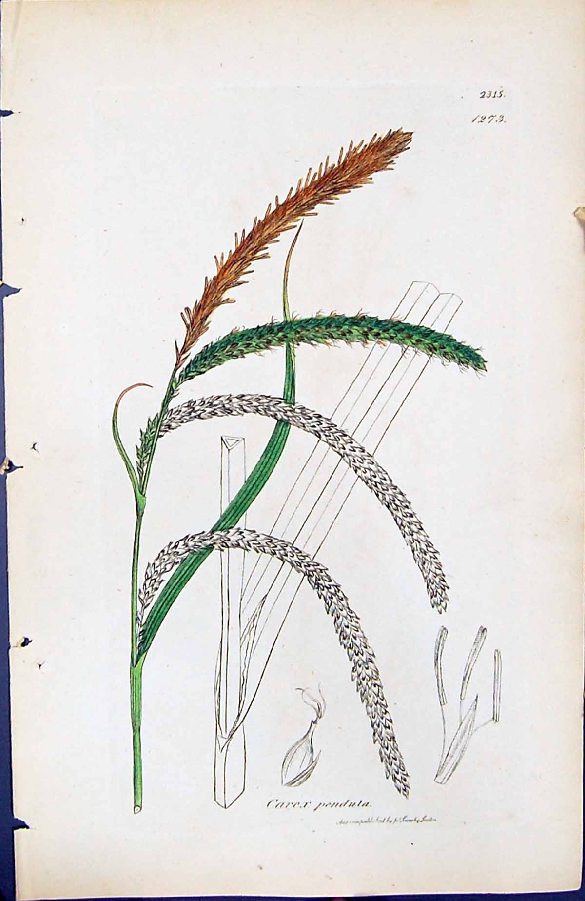 Antique Print Carex Penduta British Plants Botany 1847 Sowerby Smith Colour