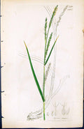 Old Print Carex Strigosa British Plants Botany 1847 Sowerby Smith Colour 19th