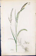 Antique Old Print Carex Sylvatica British Plants Botany 1847 Sowerby Smith 19th
