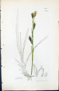 Antique Old Print Carex Mielichoferi British Plants Botany 1847 Sowerby Smith