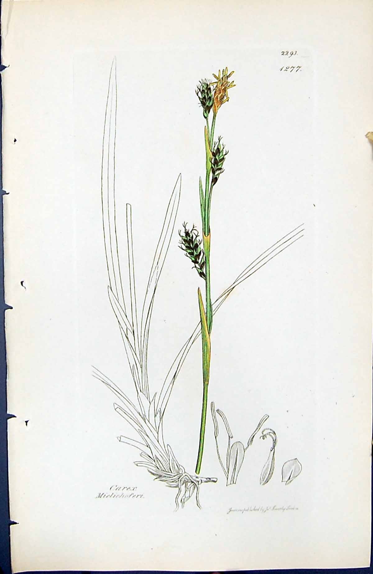 Antique Old Print Carex Mielichoferi British Plants Botany 1847 Sowerby Smith