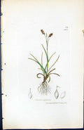 Antique Old Print Carex Capillaris British Plants Botany 1847 Sowerby Smith