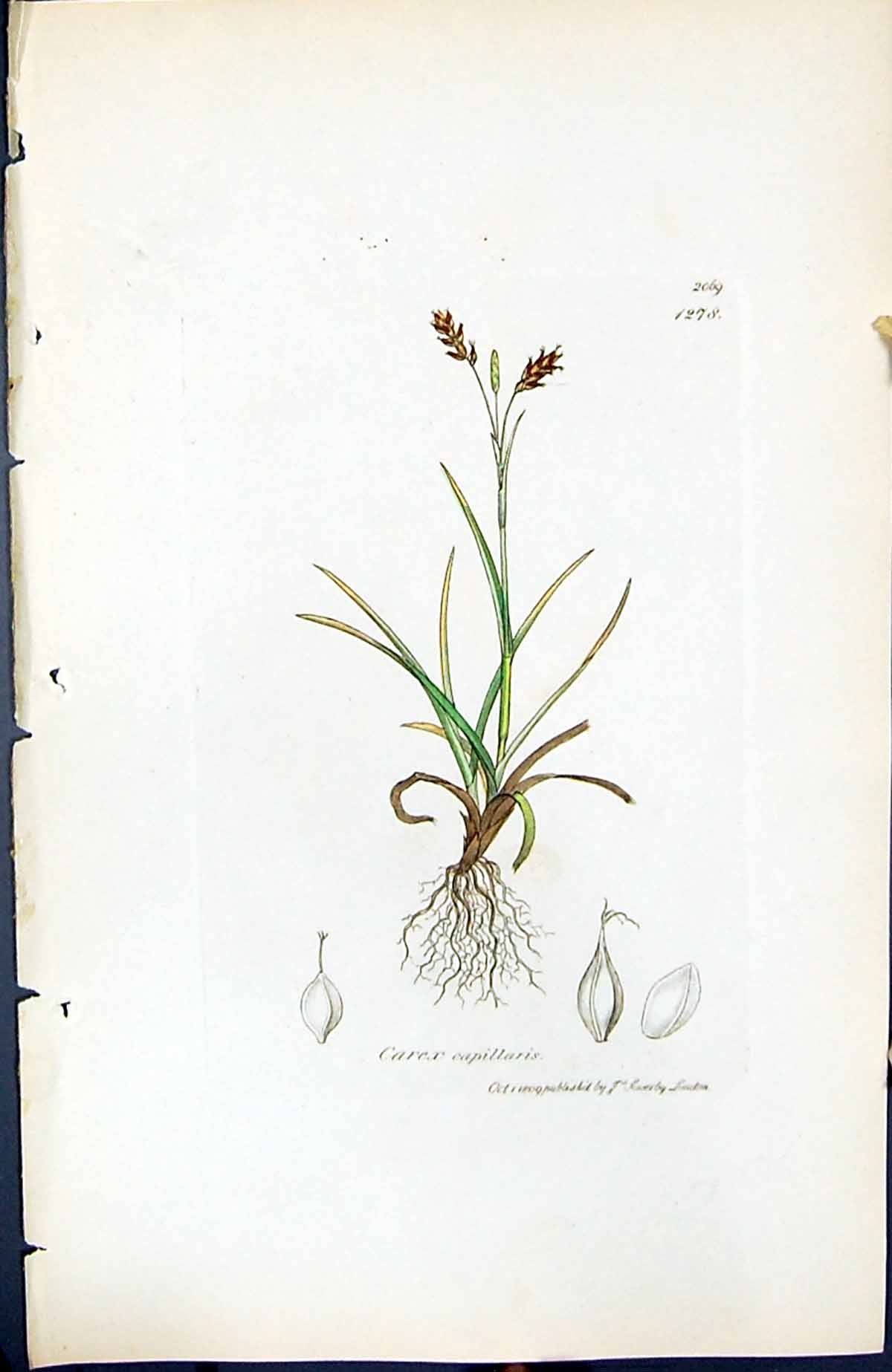 Antique Old Print Carex Capillaris British Plants Botany 1847 Sowerby Smith