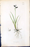 Antique Old Print Carex Rariflora British Plants Botany 1847 Sowerby Smith 19th