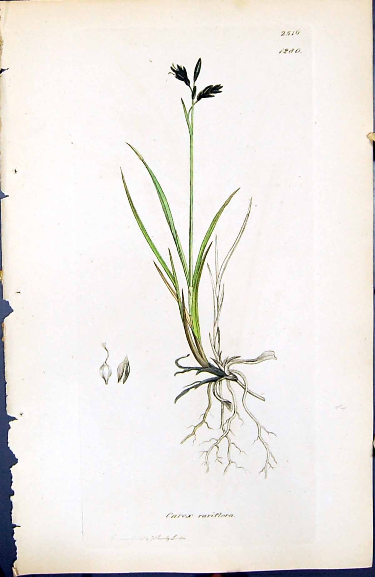 Antique Old Print Carex Rariflora British Plants Botany 1847 Sowerby Smith 19th