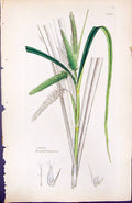 Antique Print Carex Pseudo-Cyperus British Plants Botany 1847 Sowerby Smith