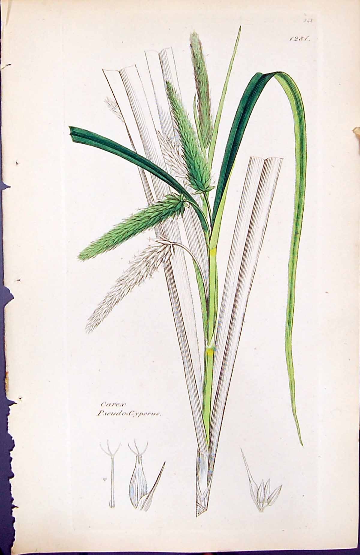 Antique Print Carex Pseudo-Cyperus British Plants Botany 1847 Sowerby Smith