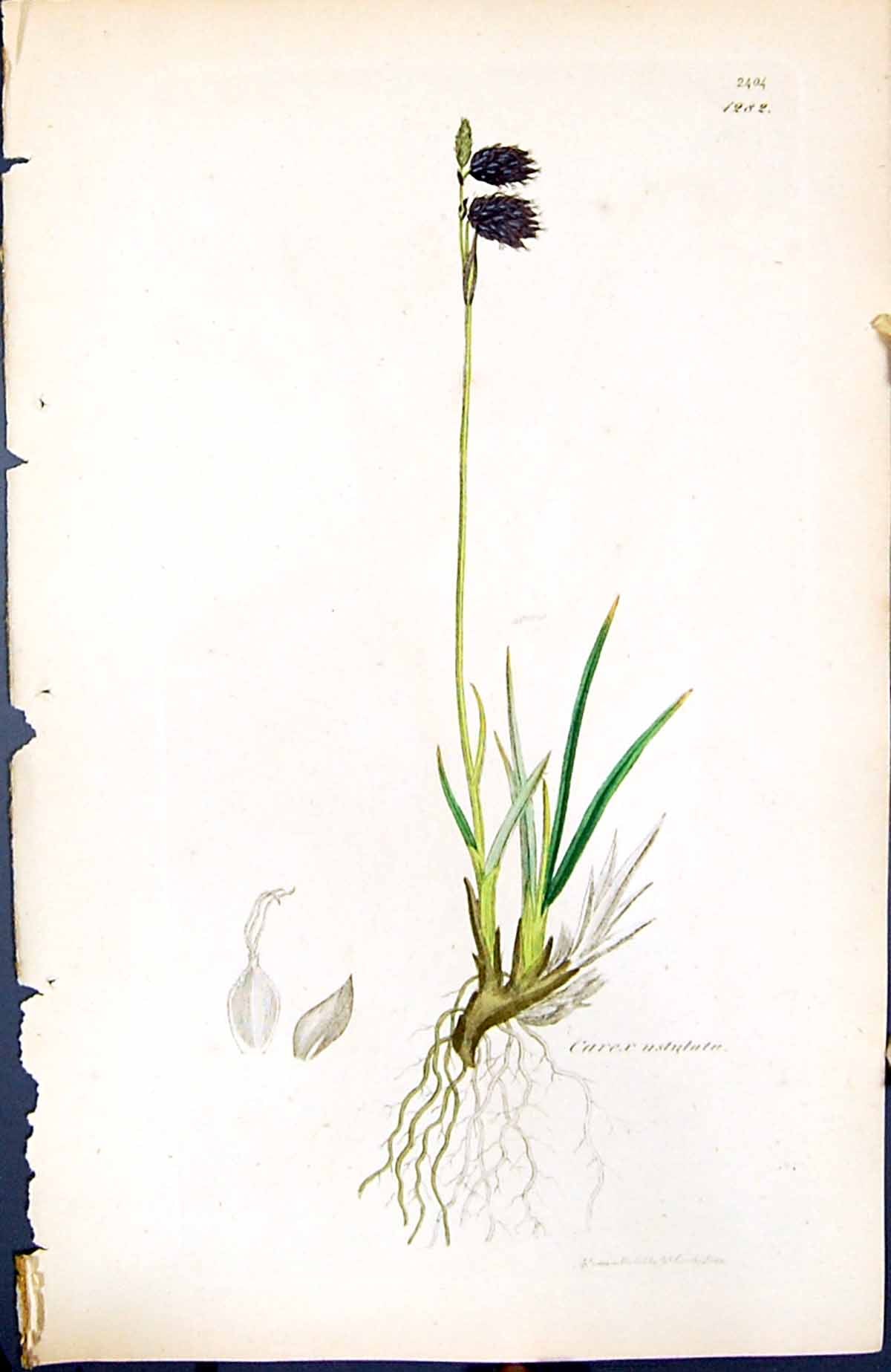 Old Print Carex Ustulata British Plants Botany 1847 Sowerby Smith Colour 19th