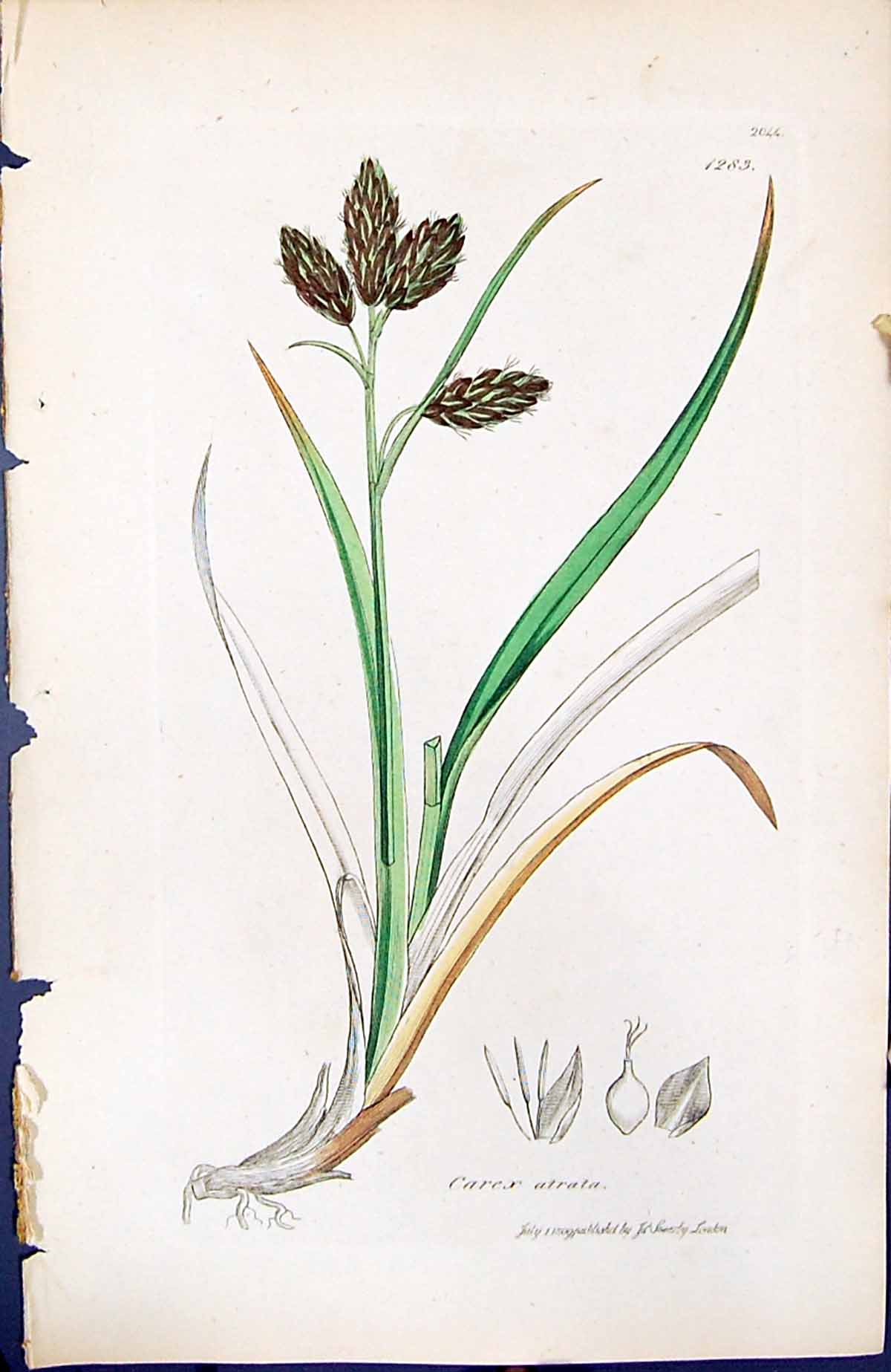 Antique Print Carex Atrata British Plants Botany 1847 Sowerby Smith Colour