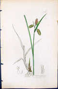 Antique Old Print Carex Pallescens British Plants Botany 1847 Sowerby Smith