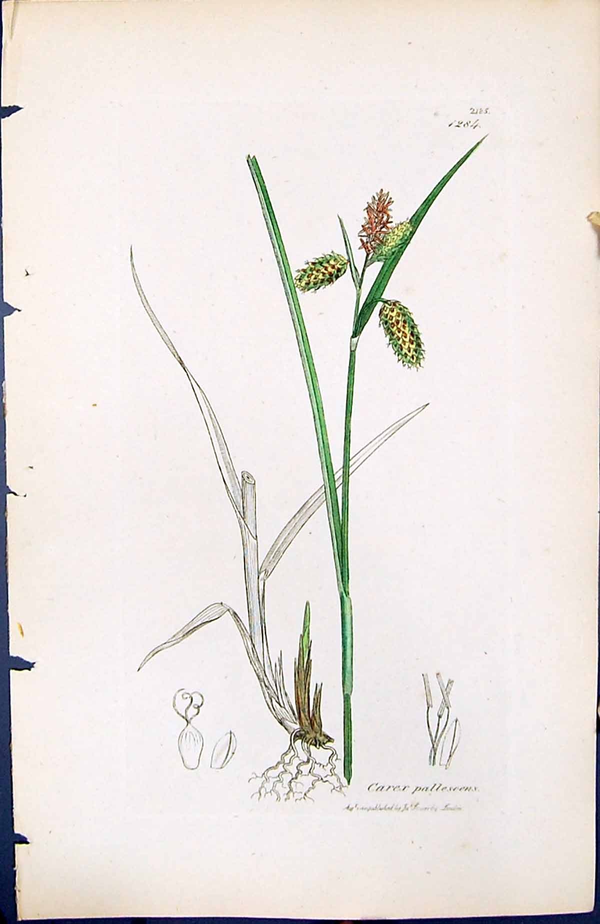 Antique Old Print Carex Pallescens British Plants Botany 1847 Sowerby Smith