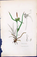 Antique Print Carex Oederi British Plants Botany 1847 Sowerby Smith Colour 19th