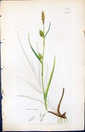 Antique Print Carex Fulva British Plants Botany 1847 Sowerby Smith Colour 19th