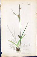 Antique Print Carex Distans British Plants Botany 1847 Sowerby Smith Colour