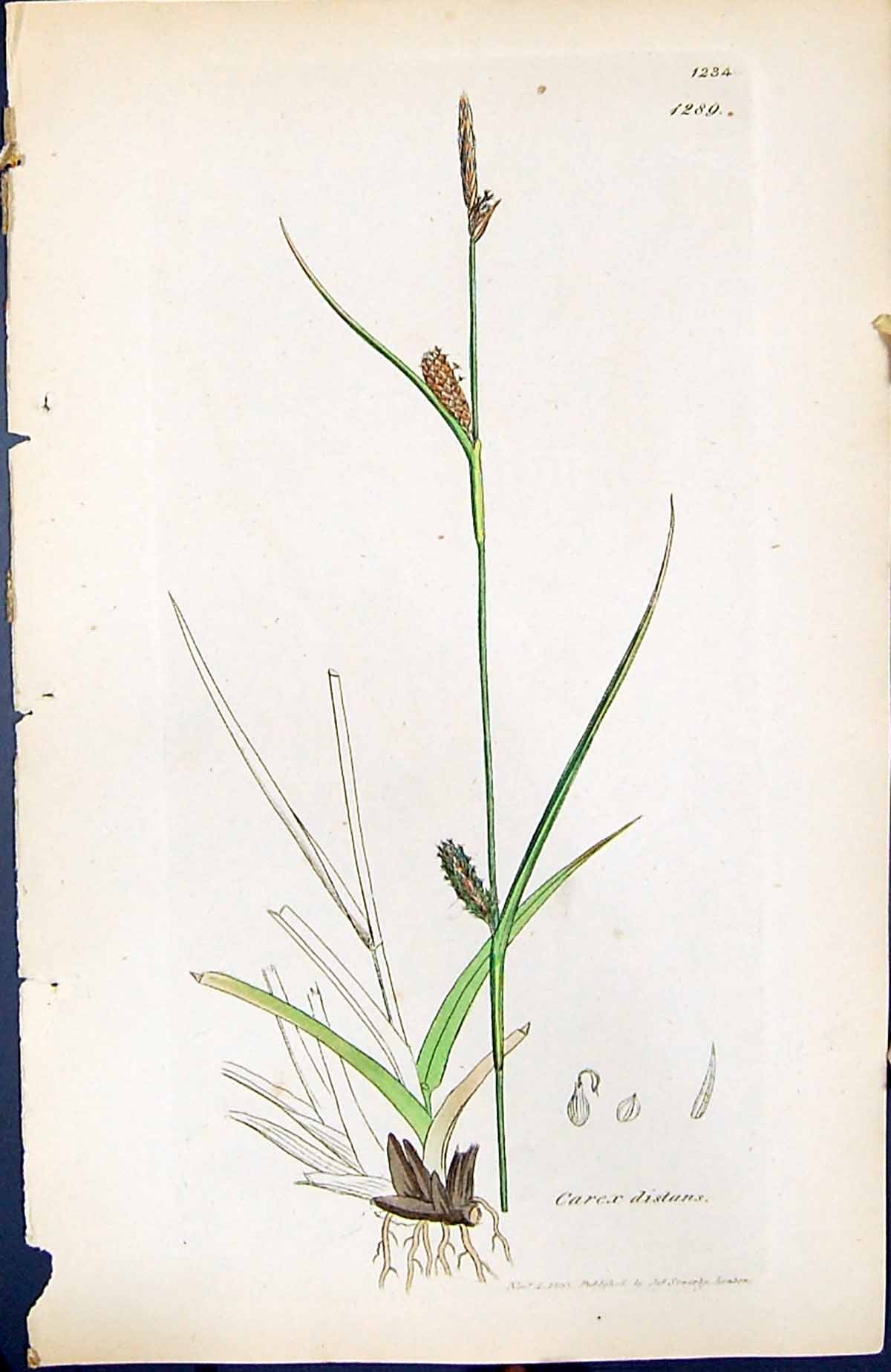 Antique Print Carex Distans British Plants Botany 1847 Sowerby Smith Colour