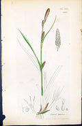 Old Print Carex Binervis British Plants Botany 1847 Sowerby Smith Colour 19th