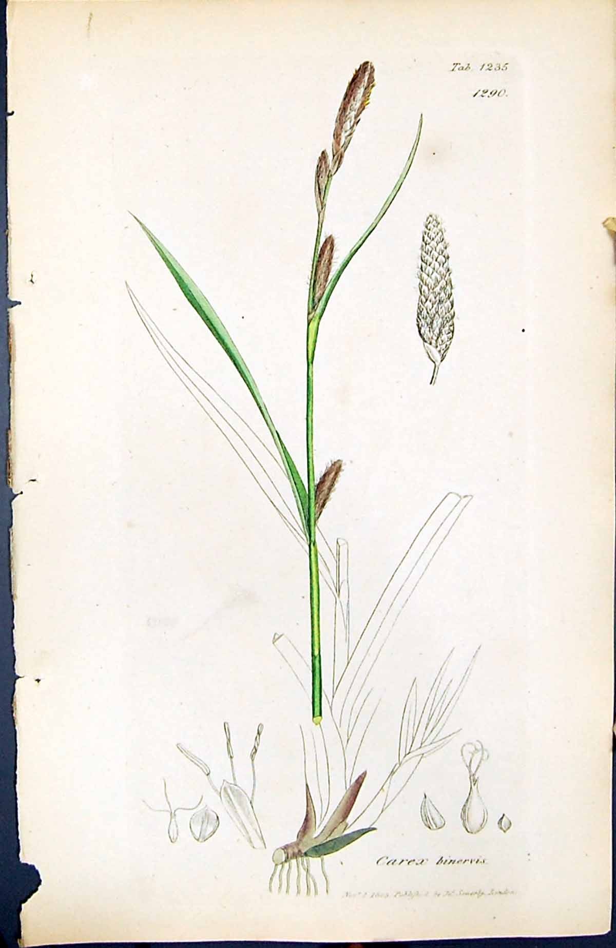Old Print Carex Binervis British Plants Botany 1847 Sowerby Smith Colour 19th