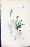Antique Print Carex Proecox British Plants Botany 1847 Sowerby Smith Colour