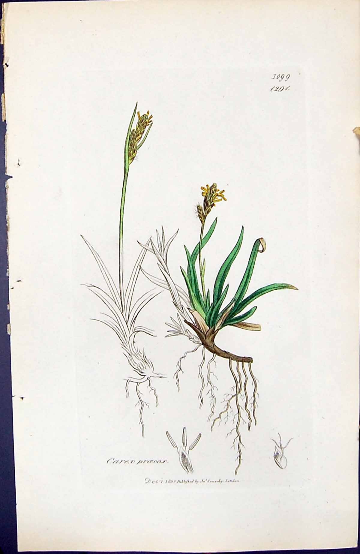 Antique Print Carex Proecox British Plants Botany 1847 Sowerby Smith Colour