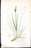 Antique Old Print Carex Pilulifera British Plants Botany 1847 Sowerby Smith
