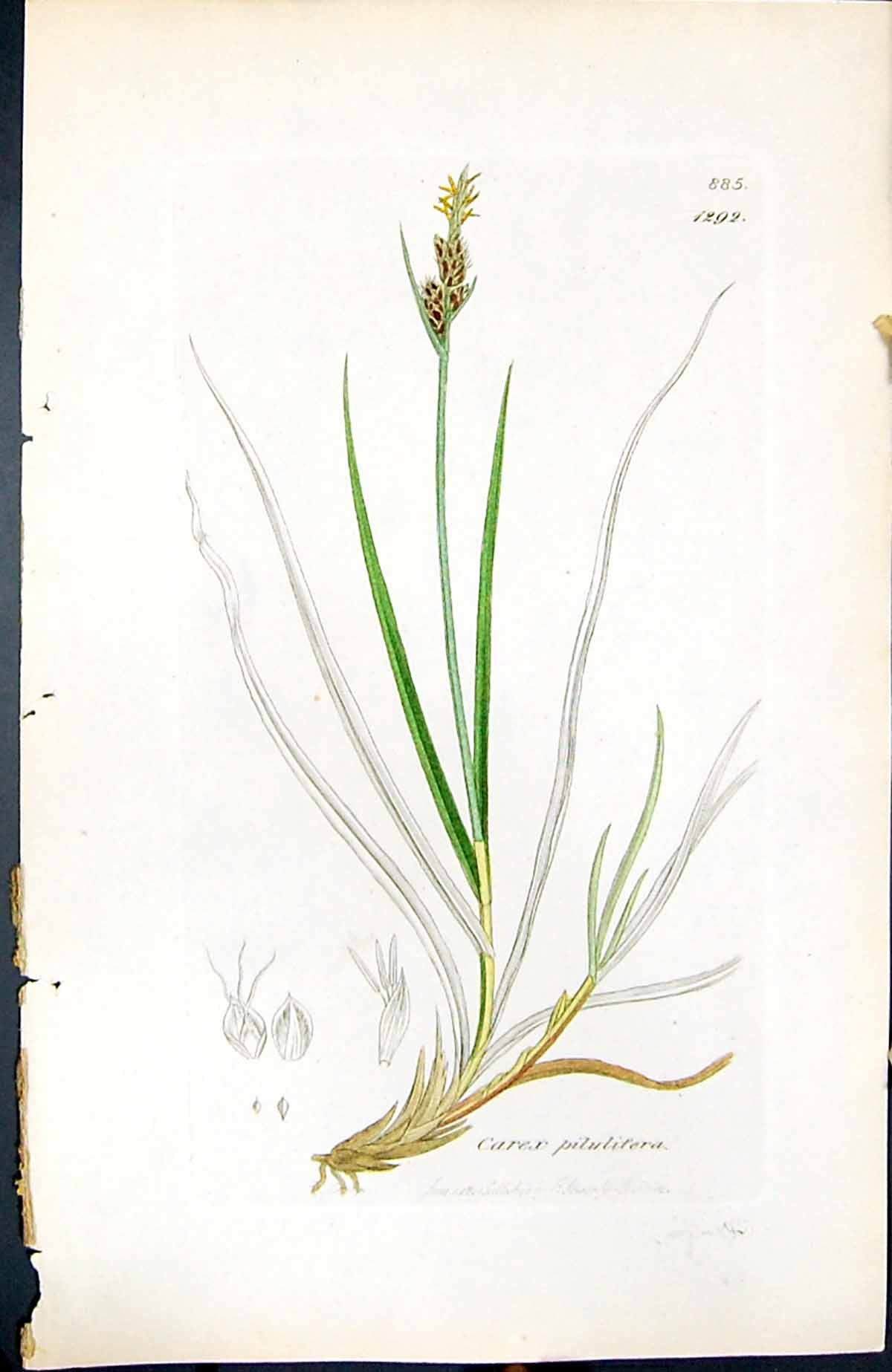 Antique Old Print Carex Pilulifera British Plants Botany 1847 Sowerby Smith