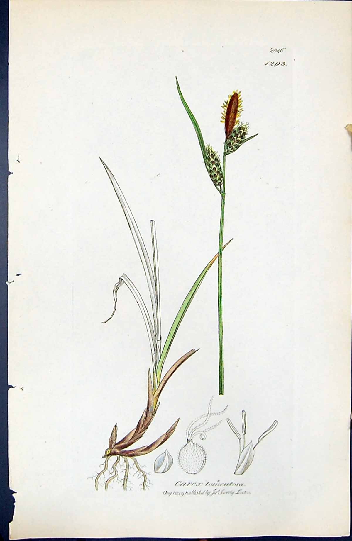 Antique Old Print Carex Tomentosa British Plants Botany 1847 Sowerby Smith 19th