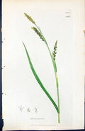 Old Print Carex Panicea British Plants Botany 1847 Sowerby Smith Colour 19th